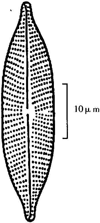 4.沙生舟形藻